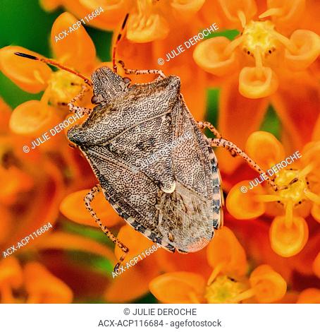 Spined Soldier Bug, Podisus spp. on butterfly weed, Asclepias tuberosa, Ontario, Canada