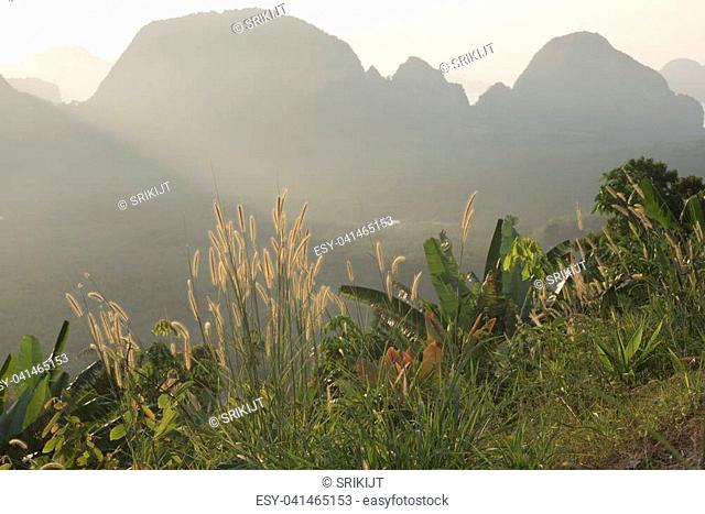 Mission grasses and morning light at Samet-Nang-She view point, Phang-Nga province, Thailand