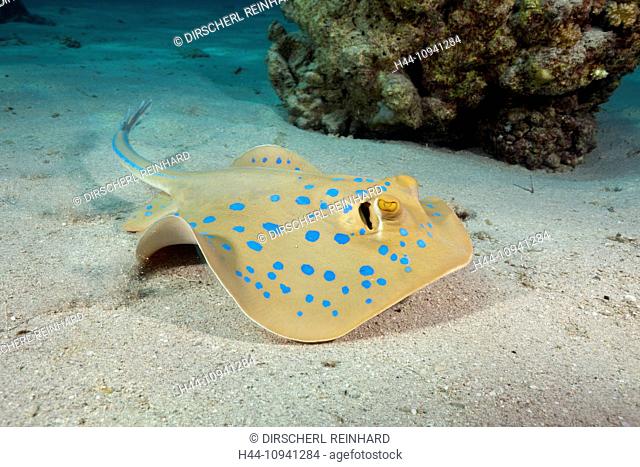 Bluespotted Ribbontail Ray, Bluespotted ribbontail Ray, Bluespotted Stingray, Ribbontail Ray, Blue Dot Ray, Ray, Rays, Sting, Stingray, stingrays, stinging