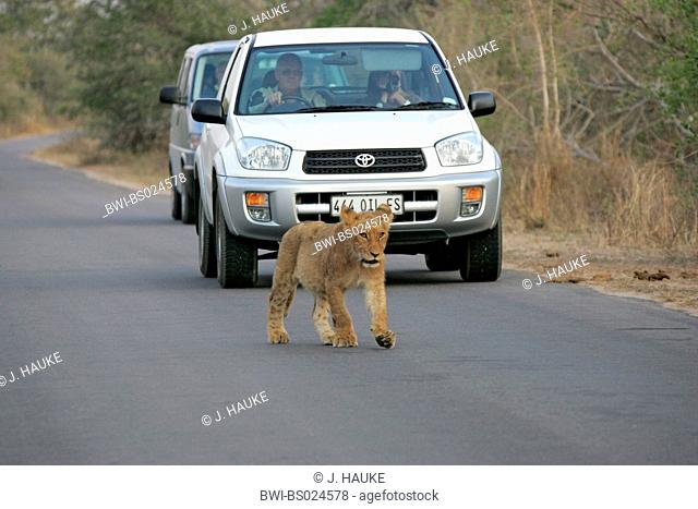 lion (Panthera leo), cub on road in front of car, South Africa, Krueger National Park
