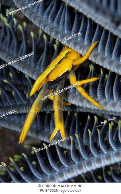 The elegant squat lobster Allogalathea elegans is always associated with a crinoid feather star Colouration is extremely variable but usually a reasonable match...