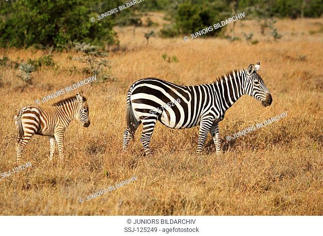 Grant's zebra with cub / Equus quagga boehmi