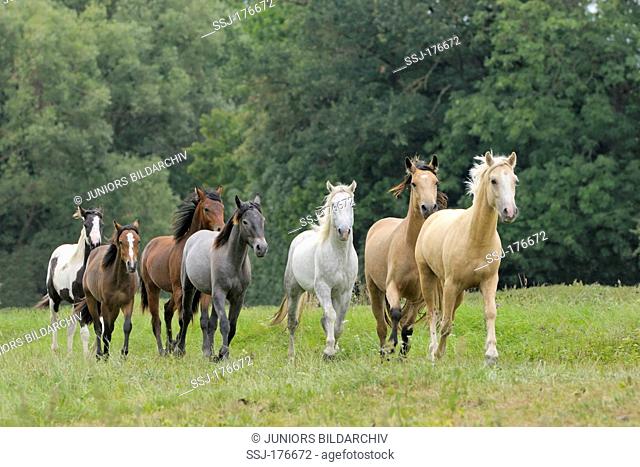 Connemara Pony. Juveniles galloping on a meadow