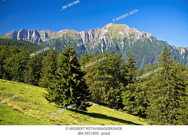 Mountain meadow with the Bucegi Mountains, Carpathians, Predeal, Romania