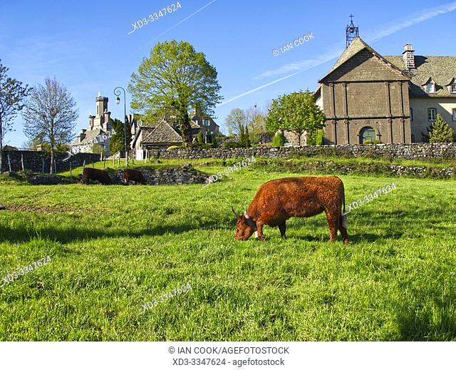 Auvergnate cattle, Salers, Cantal Department, Auvergne-Rhône-Alpes, France