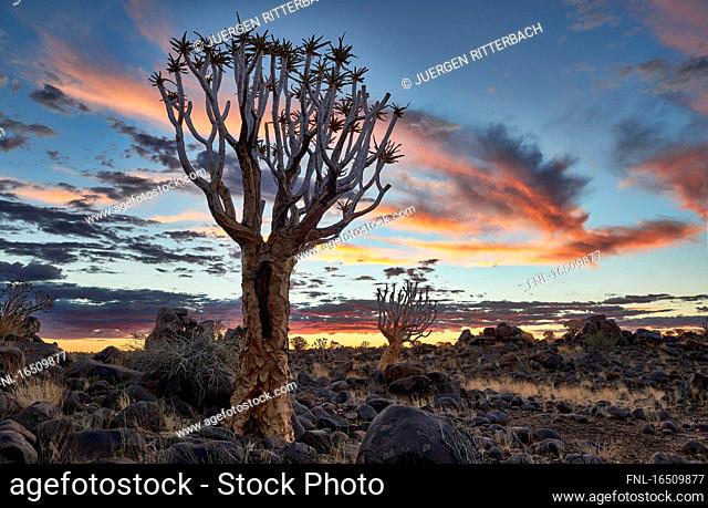 Quiver tree forest, Republic of Namibia, South Africa, Africa