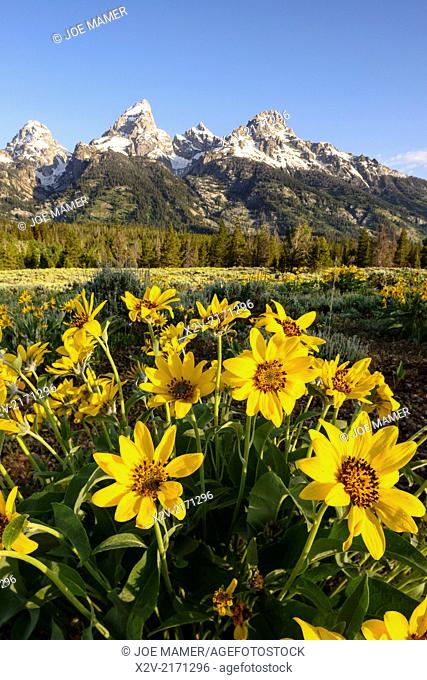 Arrowleaf Balsamroot flowers in front of the Teton Range in Grand Teton National Park