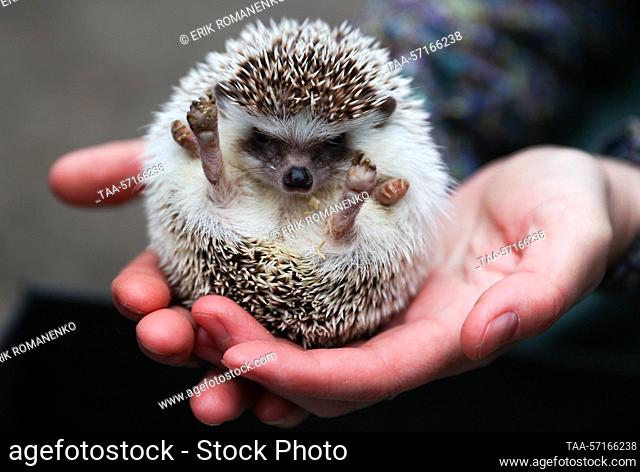 RUSSIA, ROSTOV REGION - FEBRUARY 3, 2023: An African hedgehog is seen at the Park Yenota [Raccoon's Park] rehabilitation center for abandoned animals founded by...