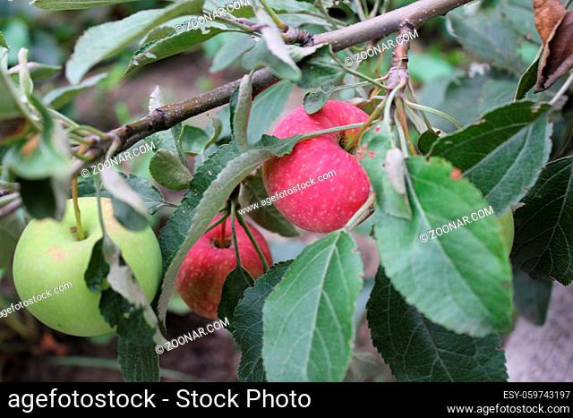 Green and red ripe apples on a branch 20506
