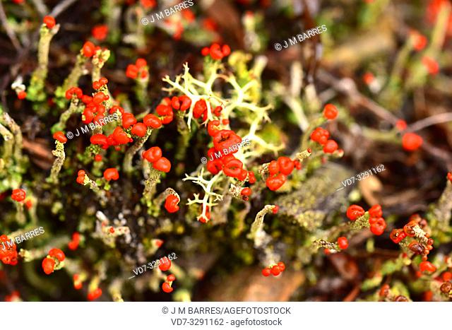 Cladonia macilenta is a squamulose lichen with red apothecia. This photo was taken in Muniellos Biosphere Reserve, Asturias, Spain