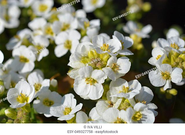 Mountain rock cress Schneehaube - Latin name - Arabis alpina subsp. caucasica Schneehaube (Arabis alpina Snowcap)