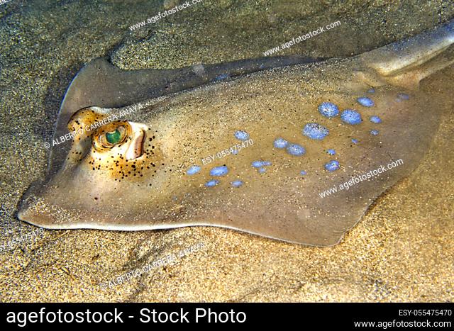 Blue-spotted Ribbontail Ray, Taeniura lymna, Bunaken National Marine Park, Bunaken, North Sulawesi, Indonesia, Asia