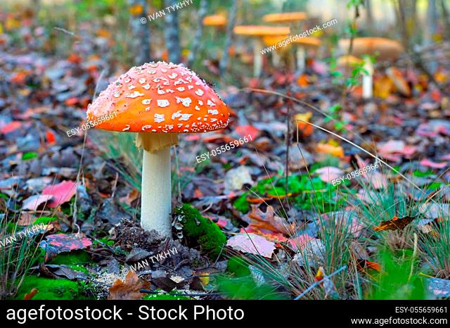Amanita mushroom in the autumnal forest. Close-up view