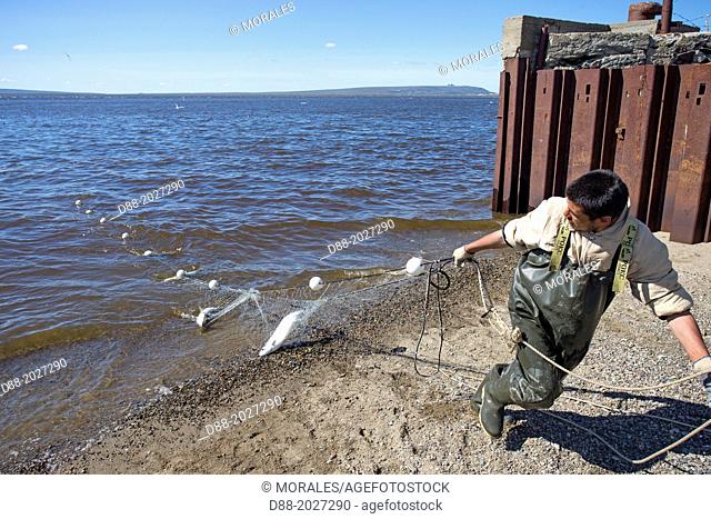 Russia , Chukotka autonomous district , Anadyr , headtown of the district , people fishing the Chum salmon or dog salmon or Keta salmon or Silverbrite salmon (...