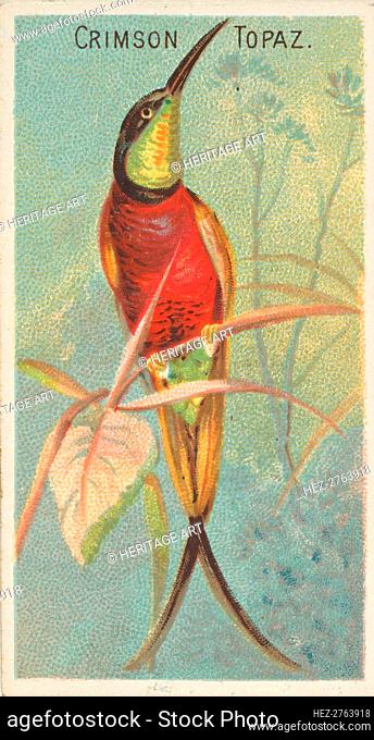 Crimson Topaz, from the Birds of the Tropics series (N5) for Allen & Ginter Cigarettes Bra.., 1889. Creator: Allen & Ginter