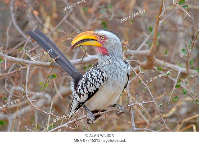 Yellow-billed Hornbill, in Kruger National Park