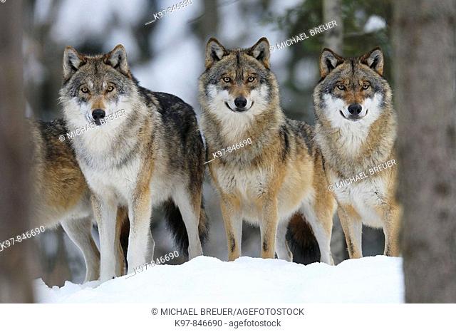 Wolf, Wolves, Winter, Snow, Canis lupus, Bavarian Forest National Park, Nationalpark Bayerischer Wald, Germany