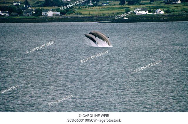 Northern bottlenose whales Hyperoodon ampullatus whales breaching together Isle of Skye, Scotland
