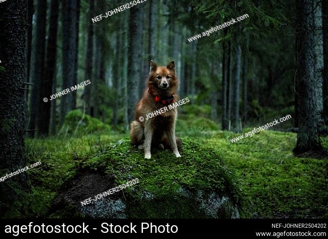 Dog sitting in forest