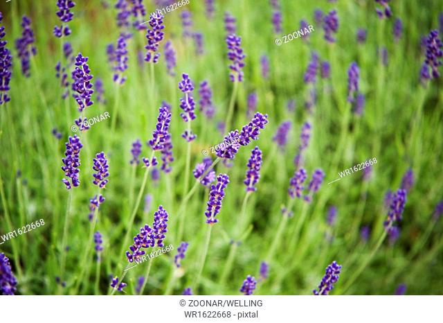 Lavender field (Lavendula angustifolia)