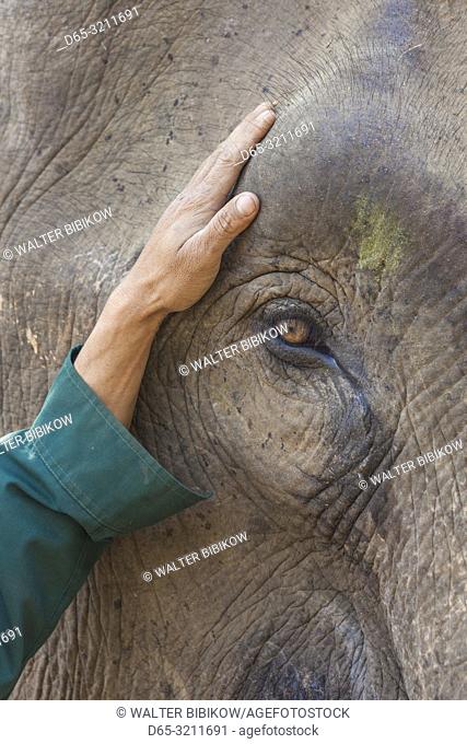 Laos, Sainyabuli, Asian Elephant, elephas maximus, elephant's eye