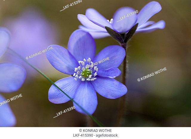 Liverwort, Hepatica nobilis, blooming, flower of the year 2013, Bavaria, Germany
