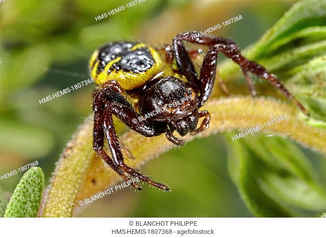 Portugal, Algarve, Araneae, Thomisidae, Crab spider (Synema globosum), yellow form