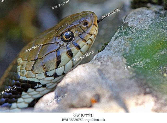 grass snake (Natrix natrix), portrait, flicking, Belgium