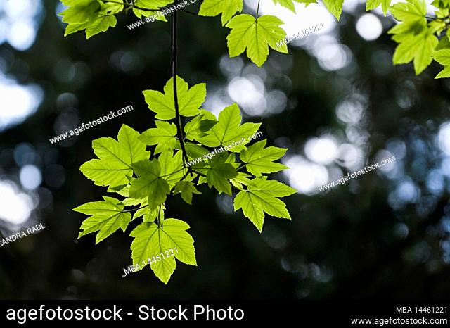 fresh bright green leaves of mountain maple in spring, Pfälzerwald nature park, Pfälzerwald-Nordvogesen biosphere reserve, Germany, Rhineland-Palatinate