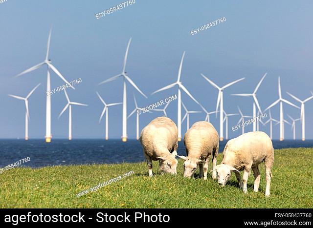 Dutch dike along IJsselmeer with wind turbines and three grazing sheep