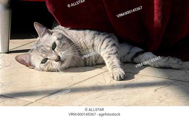 EGYPTIAN MAU CAT; SCARBOROUGH, NORTH YORKSHIRE, ENGLAND; 01/06/2014