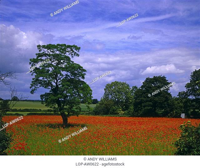 England, North Yorkshire, Boston Spa, A poppy field in full bloom in North Yorkshire