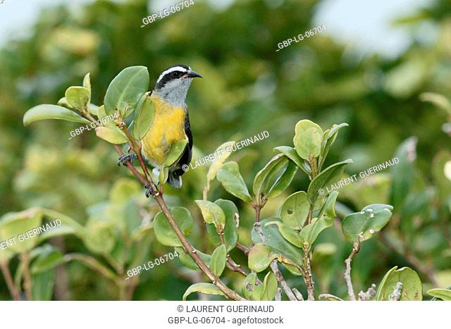 Bird, Cambacica, Bananaquit, Ilha do Mel, Encantadas, Paraná, Brazil