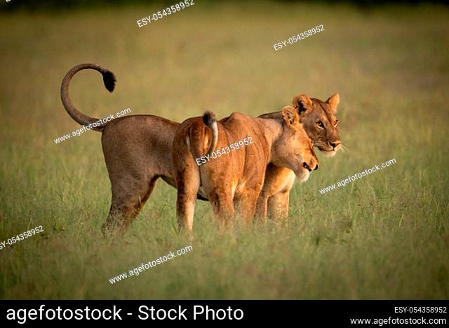 Lioness stands nuzzling another in long grass