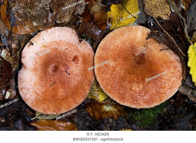 Woolly milkcap, Bearded milkcap (Lactarius torminosus), high angle view onto two fruiting bodies, Germany