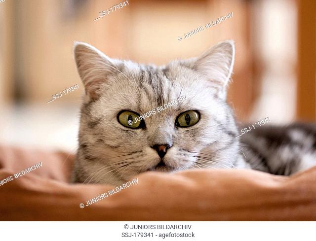 British Shorthair cat. Tabby adult lying on a pet bed
