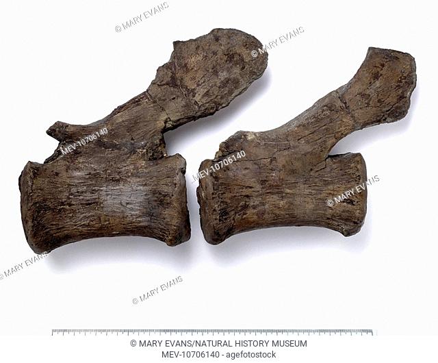 A fossil vertebrae from the tail of the Cetiosauriscus, a Sauropod dinosaur discovered in Peterborough, England. It dates back 158 million years