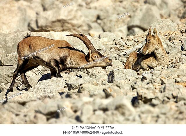 Southeastern Spanish Ibex (Capra pyrenaica hispanica) young male approaching adult female, testing scent during rut, Castellon, Spain, November