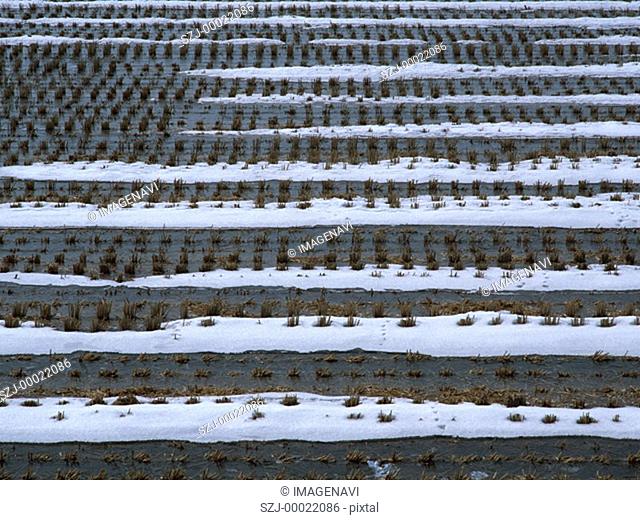 Rice fields in winter