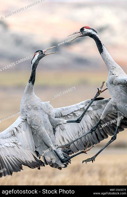 Common cranes, Grus grus , fighting , Gallocanta , Spain
