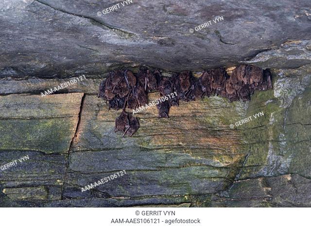 Live and dead bats hang outside Vermont's Aeolus Cave, the largest bat hibernacula in New England. Starving bats infected with white-nose syndrome often exit...