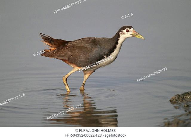 White-breasted Waterhen Amaurornis phoenicurus adult, wading in shallow water at shoreline, Mai Po Nature Reserve, Hong Kong, China, february