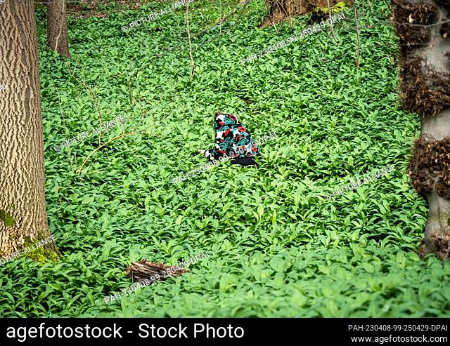 08 April 2023, Hesse, Bad Vilbel: A woman in a colorful sweater collects wild wild garlic leaves in the Stradtwald in Bad Vilbel