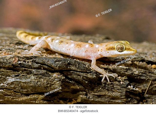 Steudner's Gecko, Pigmy Gecko (Tropiocolotes steudneri), on bark