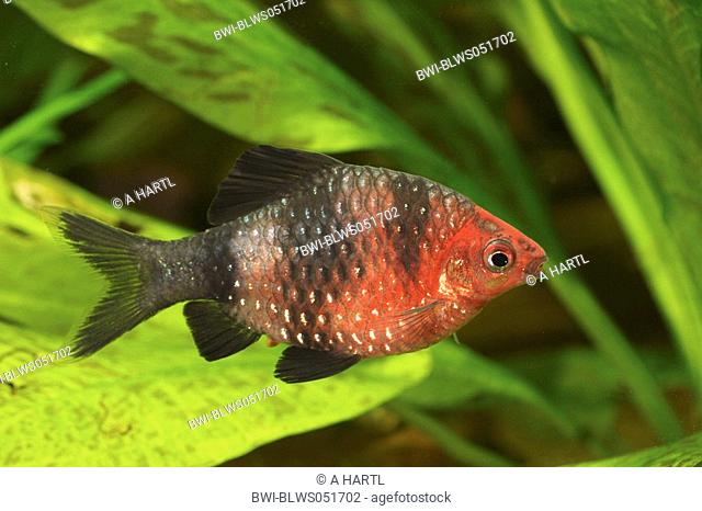 black ruby barb Puntius nigrofasciatus, Barbus nigrofasciatus, male with nuptial colouration