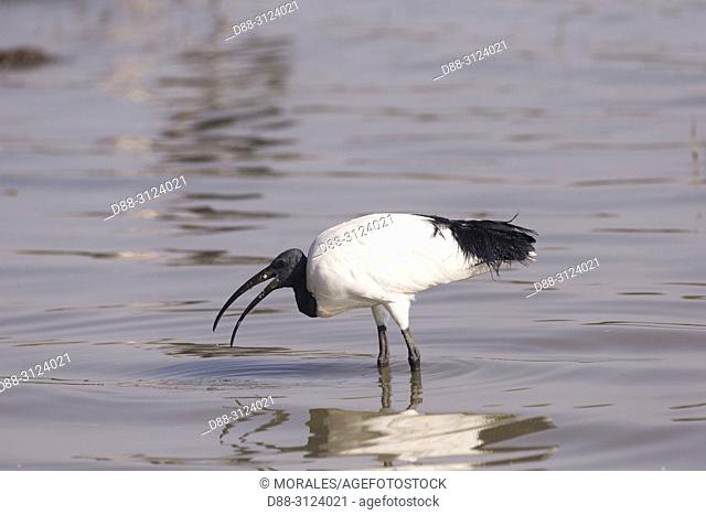 Africa, Ethiopia, Rift Valley, Ziway lake, African sacred ibis (Threskiornis aethiopicus), on the ground