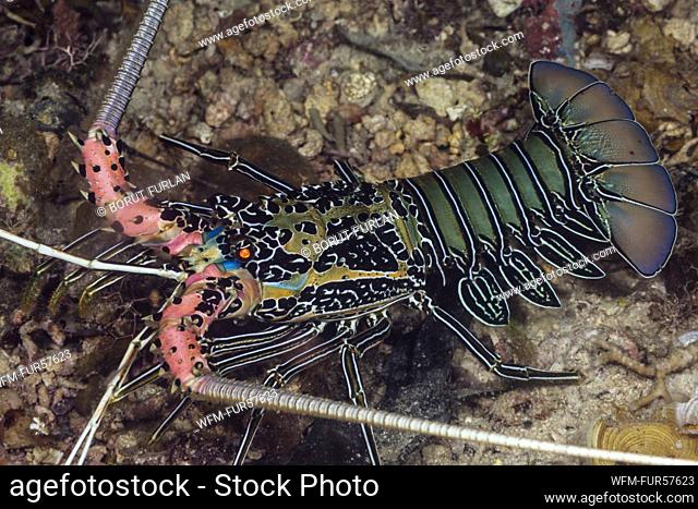 Painted Spiny Lobster, Panulirus versicolor, Raja Ampat, West Papua, Indonesia