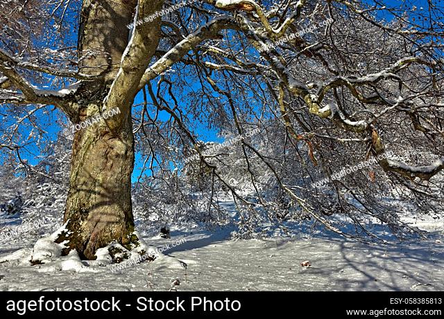 Rotbuche im Winter, Fagus sylvatica, European Beech, Raichberg, Schwäbische Alb, swabian alps