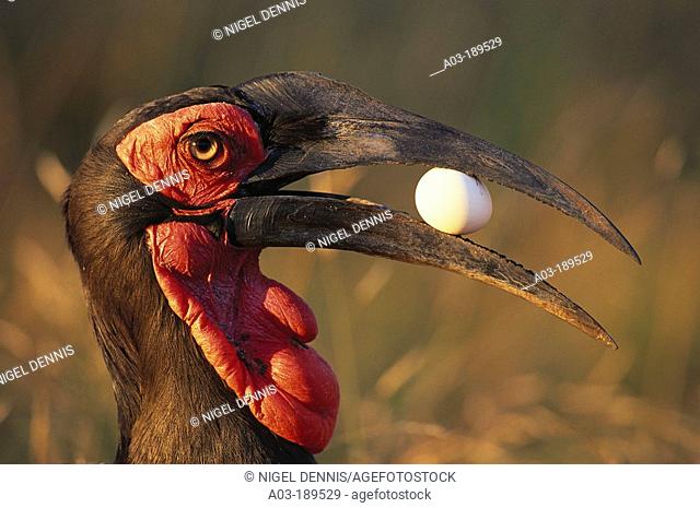 Ground Hornbill (Bucorvus leadbeateri) with egg used in dominance display. Kruger National Park. South Africa