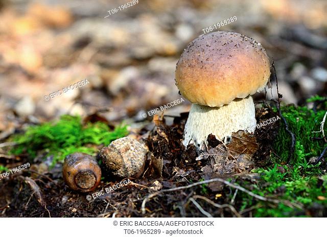 Penny bun/cep fungi (Boletus edulis) on forest ground, autumn, Alsace, France